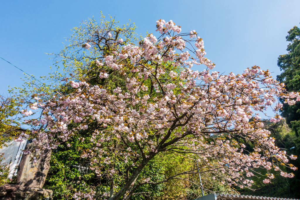 江里山の八重桜-1