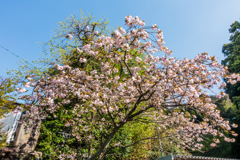 江里山の八重桜-1