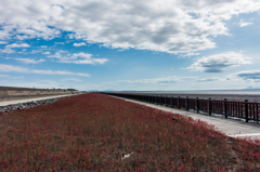 シチメンソウ群生地-1