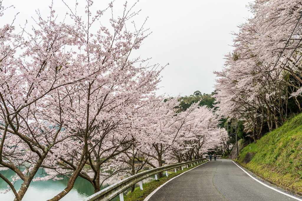 庭木ダムの桜-4