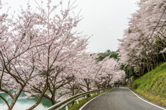 庭木ダムの桜-4