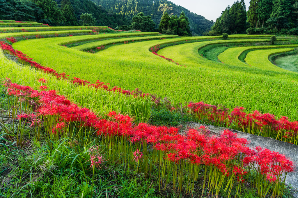 江里山棚田-1