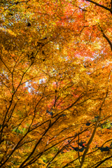 雄淵雌淵の紅葉-3