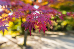 仁比山神社-地蔵院前の紅葉_2014.11.20