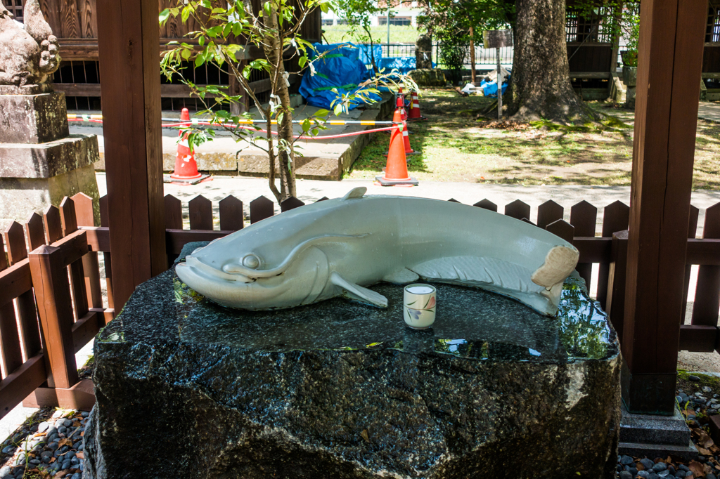 豊玉姫神社のなまず様