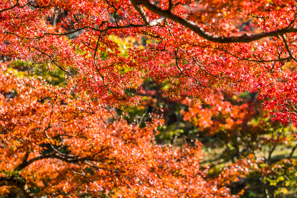 西渓公園-8