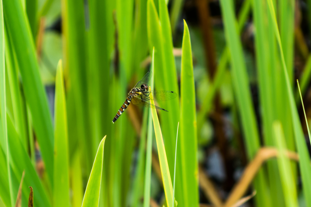 ハッチョウトンボ♀