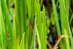 ハッチョウトンボ♀