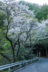 峠への道の桜-2