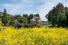 ジラカンス桜-1