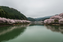 庭木ダムの桜-2
