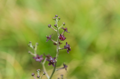 ホソバシュロソウ