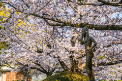 桜と少女像-2