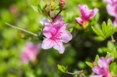 妙見岳のミヤマキリシマ-1