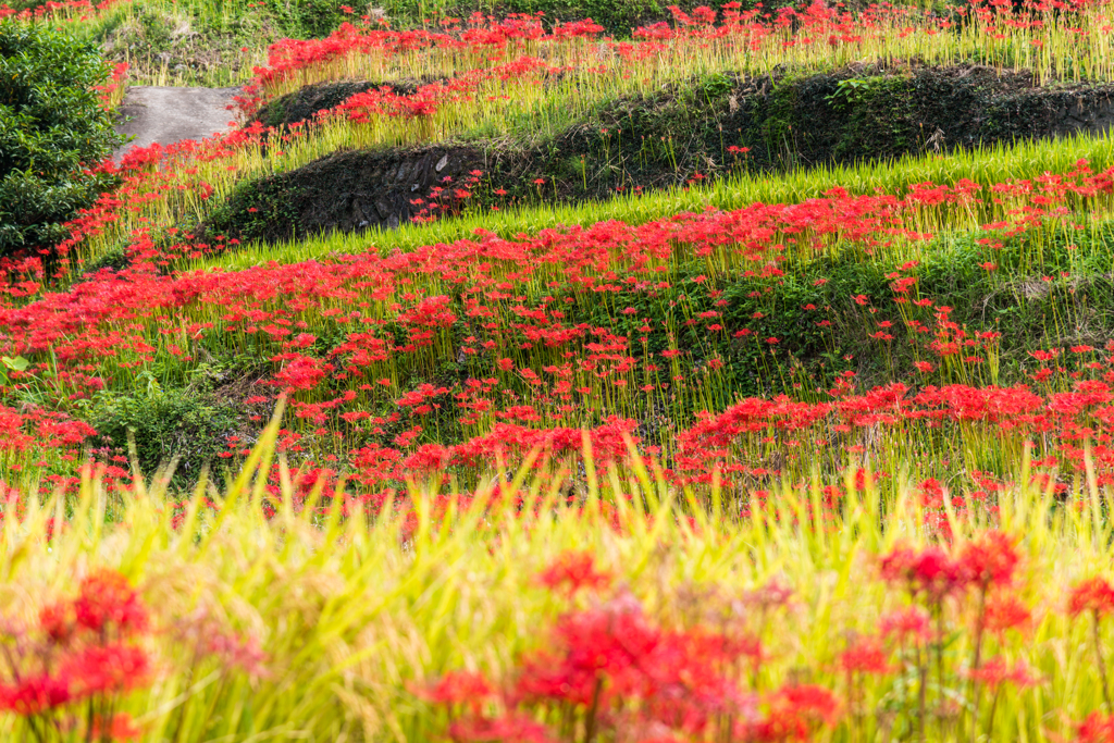 江里山の彼岸花-02
