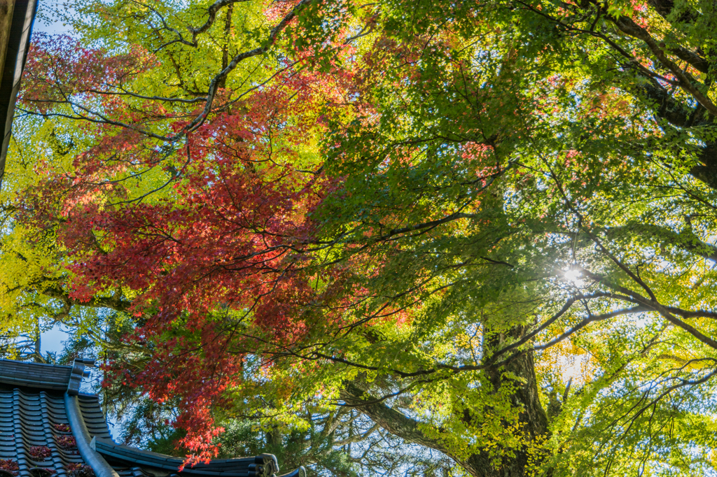 白石神社のモミジ-4