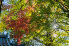 白石神社のモミジ-4
