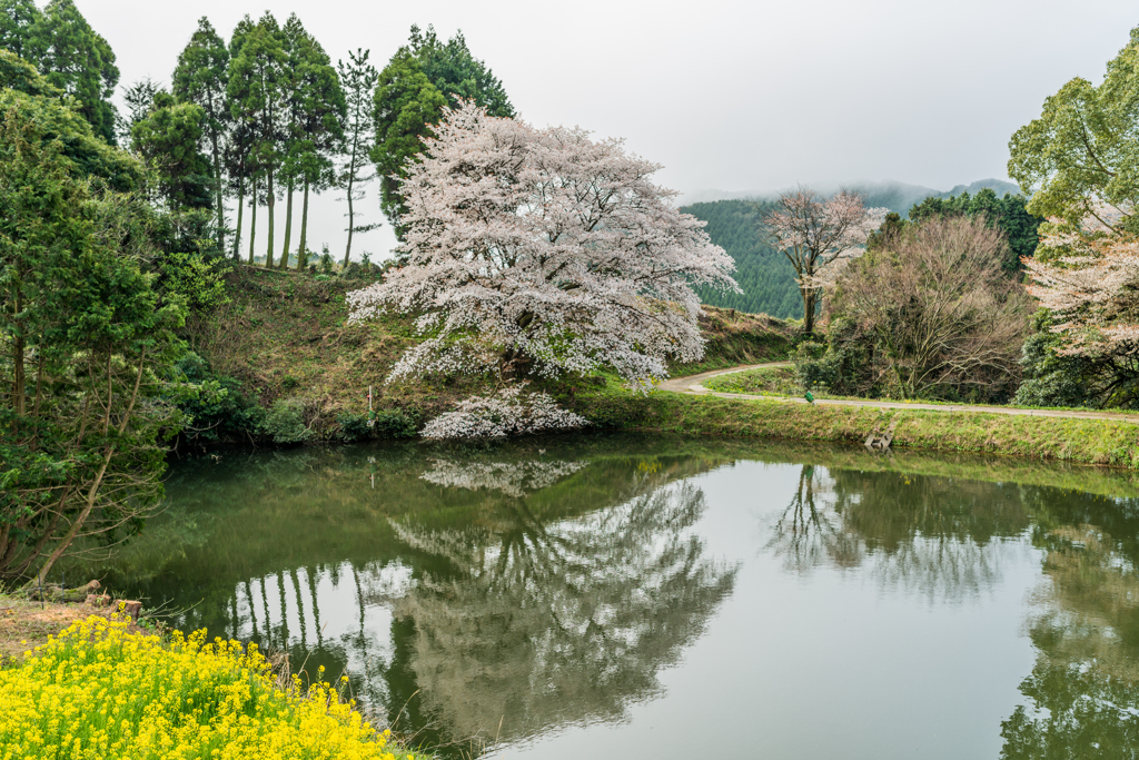 ジラカンス桜-5