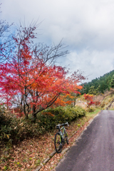 天山の紅葉-2