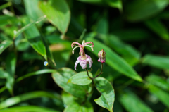 ヤマホトトギス-1