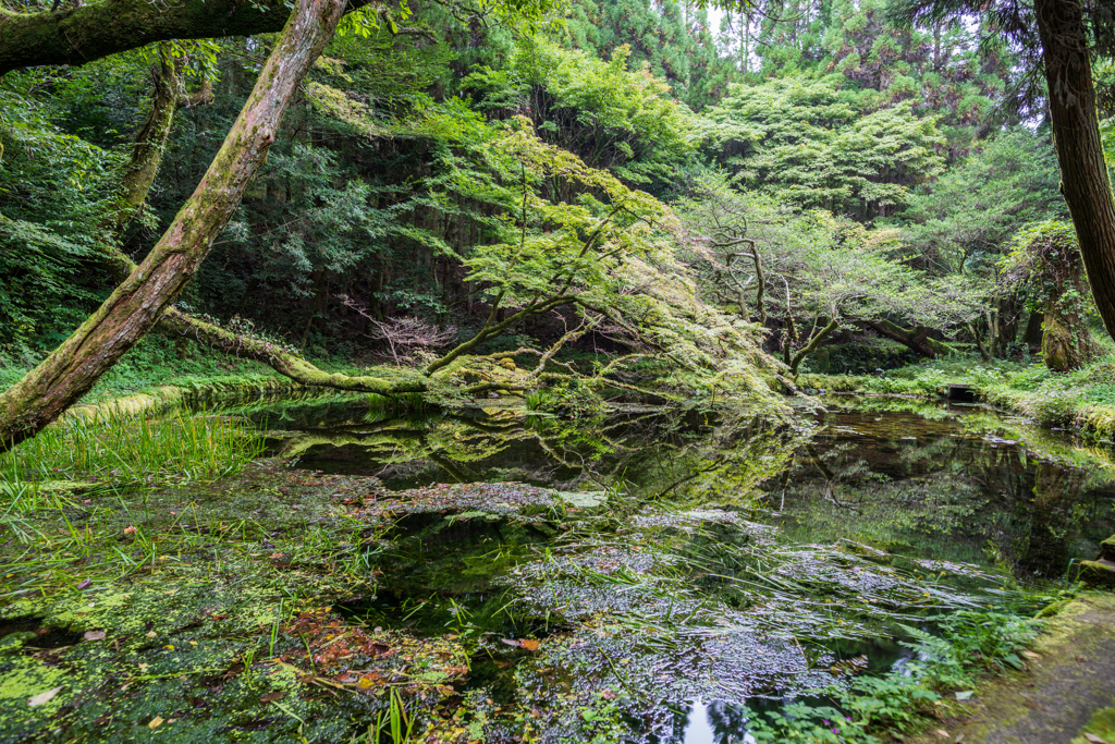 山吹水源-3