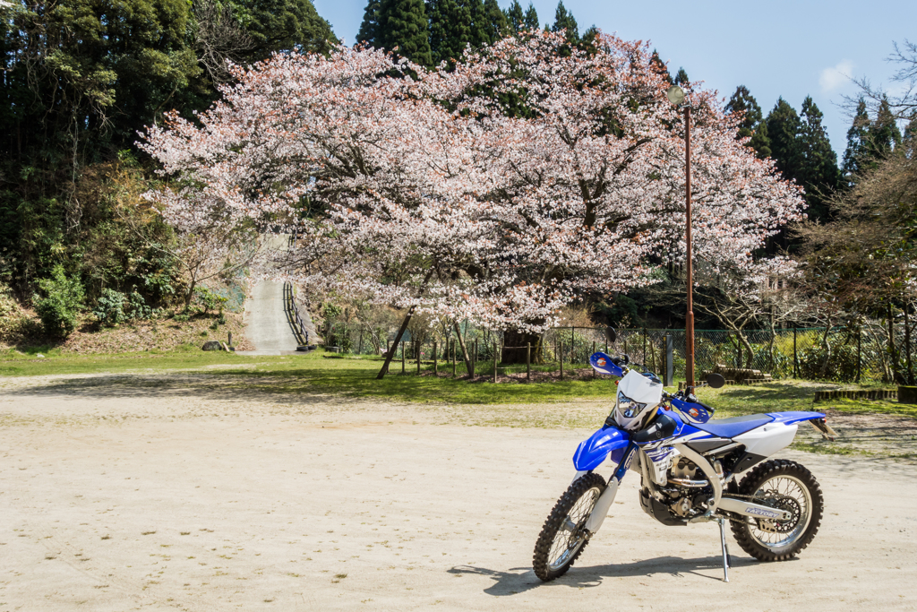 旧久保山分校の山桜-2