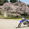 旧久保山分校の山桜-2