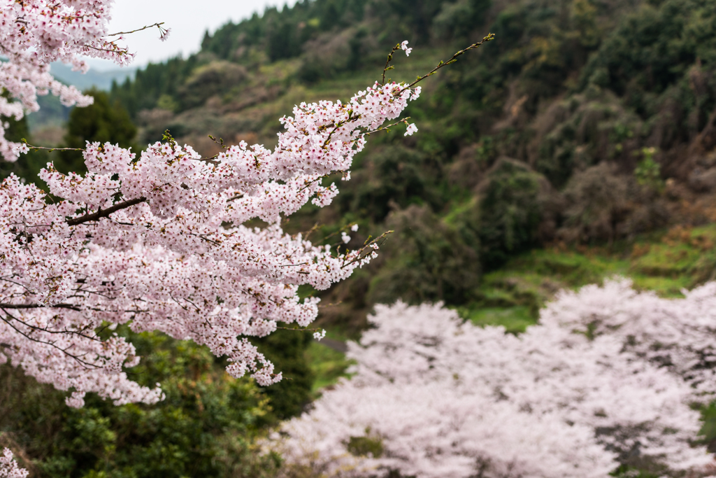 庭木ダムの桜-9