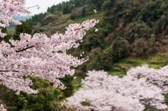 庭木ダムの桜-9
