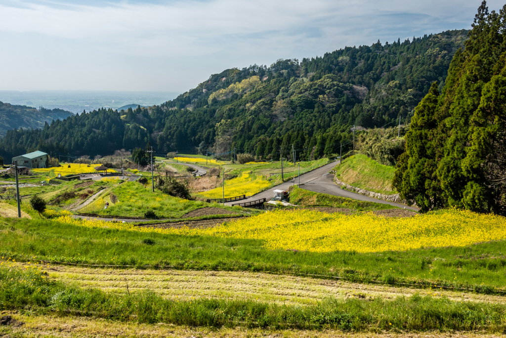 菜の花の江里山棚田