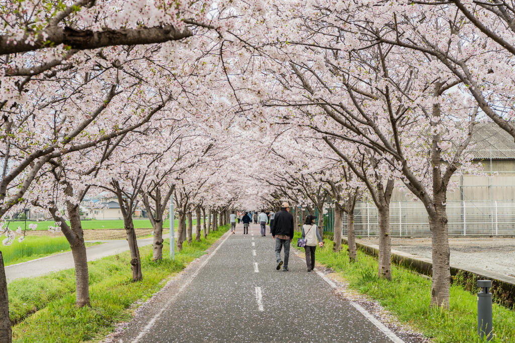 サイクリングロードの桜-1