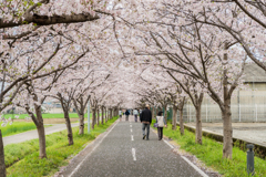 サイクリングロードの桜-1