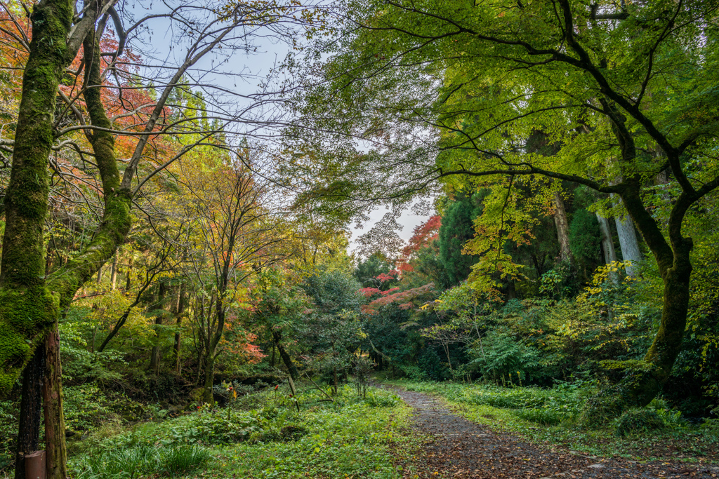 山吹水源の遊歩道