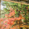 多久八幡神社の鳥居と紅葉