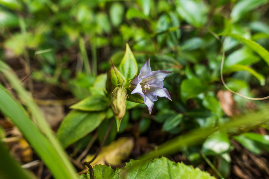 ツルリンドウ