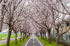 桜のトンネル-4 桜のトンネル-4
