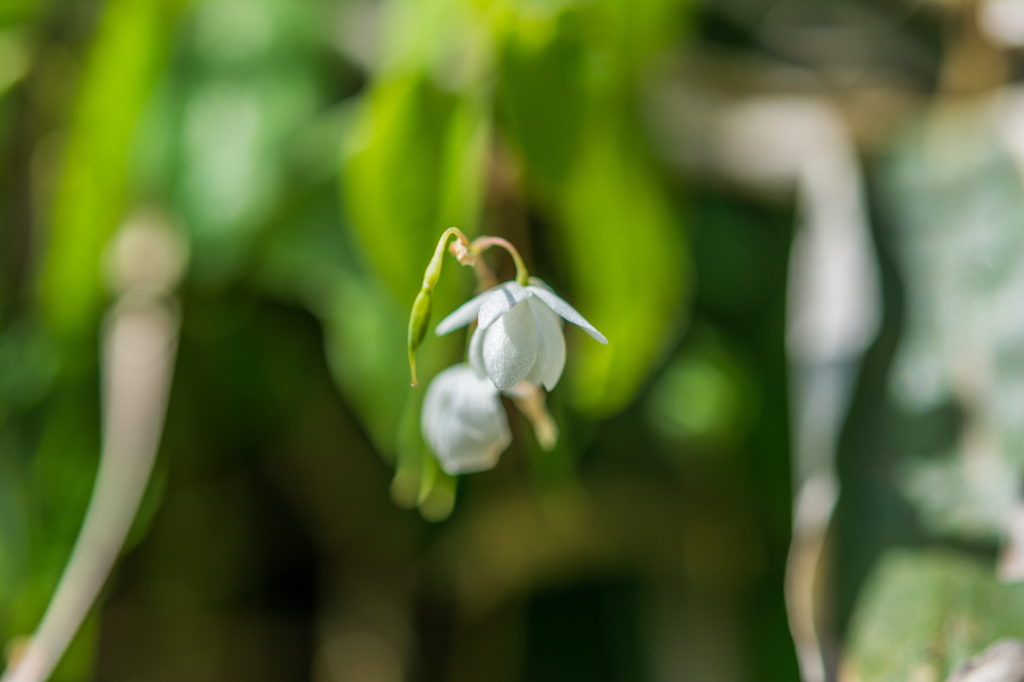 バイカイカリンソウ