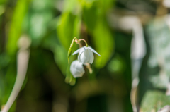 バイカイカリンソウ