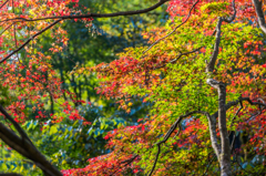 遊歩道のもみじ-3