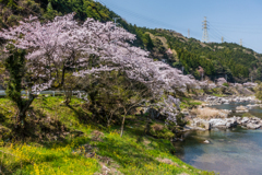 川上峡の桜