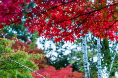 紅葉@西渓公園-4