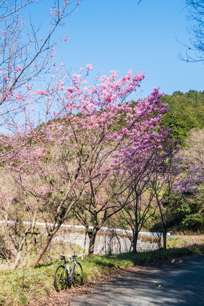 林道の桜