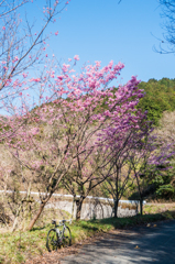林道の桜 林道の桜