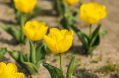 諸富のチューリップ-2