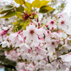 小城の桜