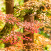 多久八幡神社のモミジ-4