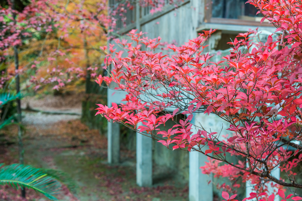 仁比山神社のドウダン_2014.11.20-2