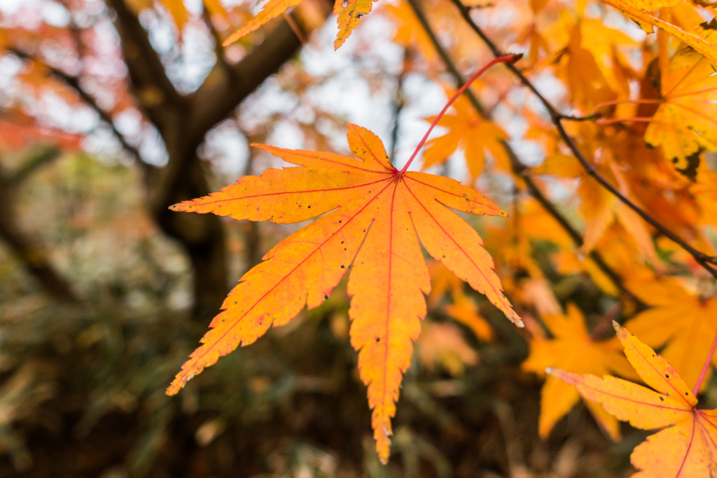 天山のモミジ