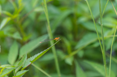 アオモンイトトンボ♀-1