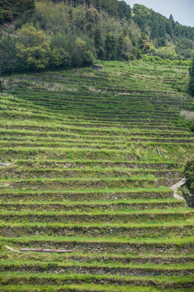 石積みの棚田-2